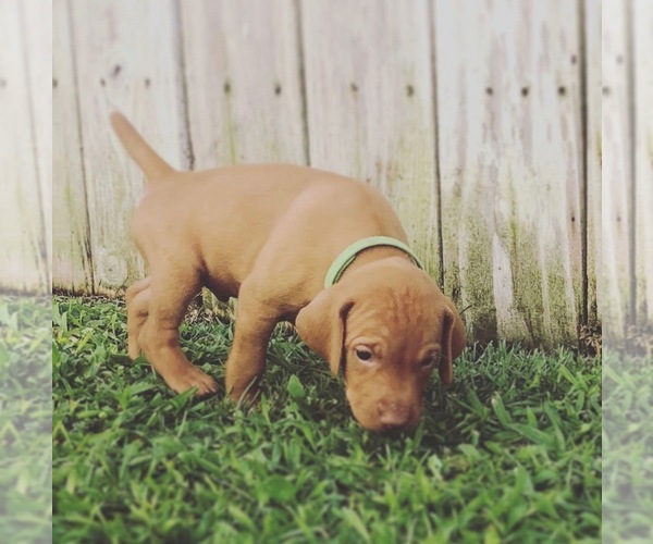 Medium Photo #16 Vizsla Puppy For Sale in NEWHALL, CA, USA