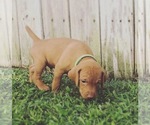 Small Photo #16 Vizsla Puppy For Sale in NEWHALL, CA, USA