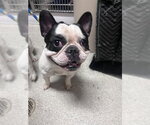 Small French Bulldog