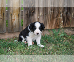 Border Collie Puppy for sale in ABILENE, TX, USA