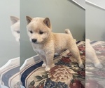 Small #4 Shiba Inu