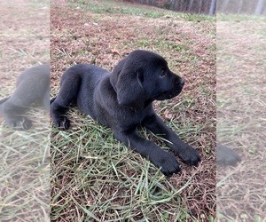 Labrador Retriever Puppy for sale in AMHERST, VA, USA