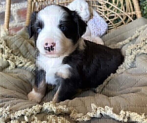 Medium Photo #5 Miniature Australian Shepherd Puppy For Sale in MIDLAND, TX, USA
