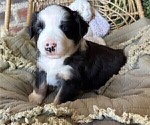 Small #4 Miniature Australian Shepherd