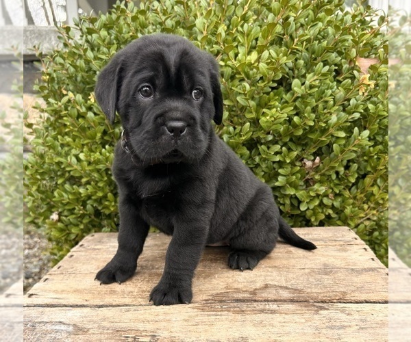 Medium Photo #2 Cocker-Pei Puppy For Sale in MIDDLEBURY, IN, USA