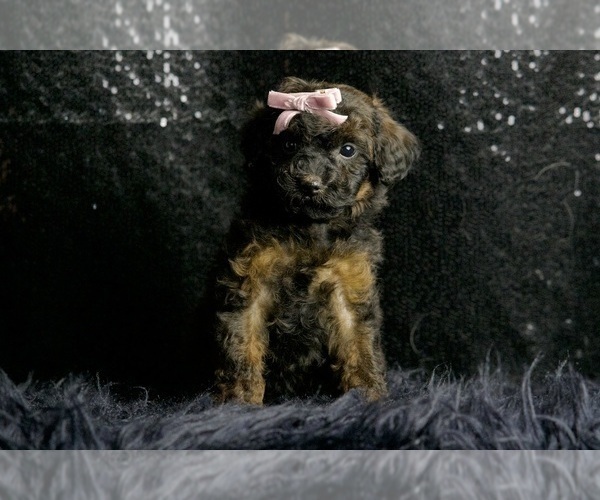 Medium Photo #3 Poodle (Toy) Puppy For Sale in WARSAW, IN, USA