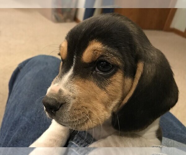 Medium Photo #2 Beagle Puppy For Sale in DURHAM, KS, USA