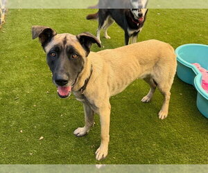 Anatolian Shepherd Dogs for adoption in Martinez, CA, USA