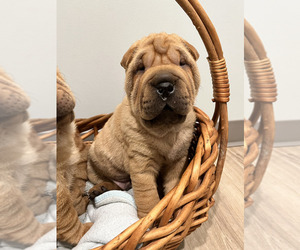 Chinese Shar-Pei Puppy for sale in SOMERSET, KY, USA