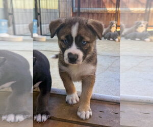 Labrador Retriever-Unknown Mix Dogs for adoption in San Diego, CA, USA