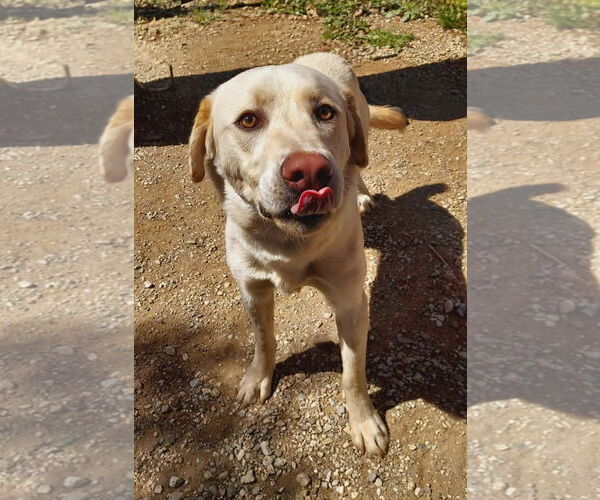 Medium Photo #1 Labrador Retriever-Unknown Mix Puppy For Sale in San Diego, CA, USA