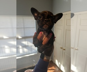 French Bulldog Puppy for sale in MILLEDGEVILLE, GA, USA