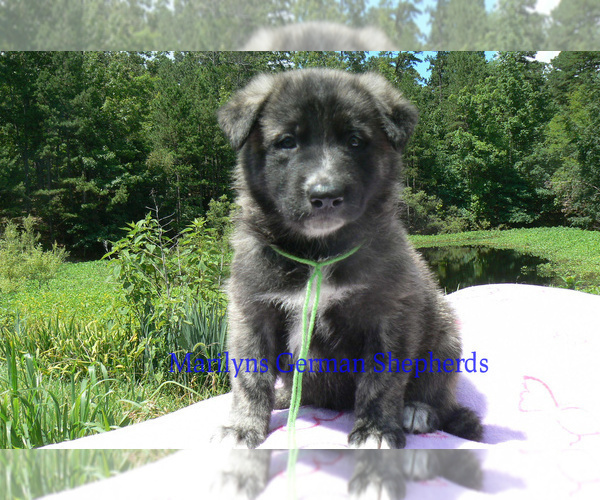 Medium Photo #1 German Shepherd Dog Puppy For Sale in PIEDMONT, MO, USA