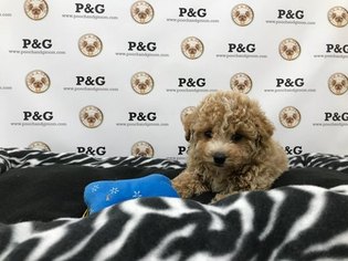 Poodle (Toy) Puppy for sale in TEMPLE CITY, CA, USA