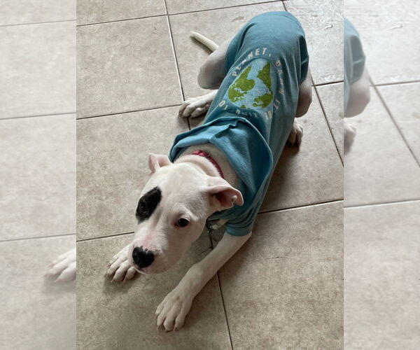 Medium Photo #7 Mutt Puppy For Sale in Techny, IL, USA