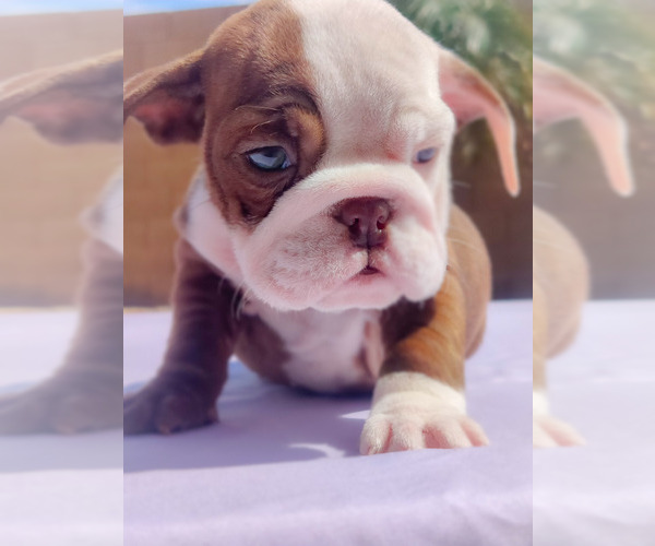 Medium Photo #15 English Bulldog Puppy For Sale in LAS VEGAS, NV, USA