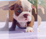 Small Photo #15 English Bulldog Puppy For Sale in LAS VEGAS, NV, USA