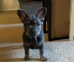 Puppy Minnie French Bulldog