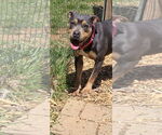Small #1 American Pit Bull Terrier Mix