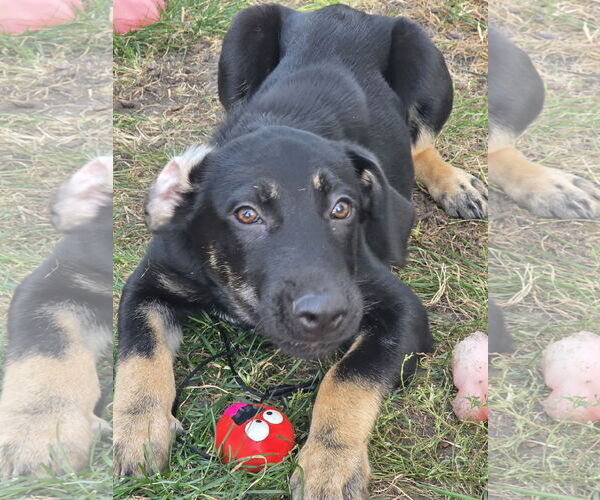 Medium Photo #1 Mutt Puppy For Sale in Plainfield, IL, USA