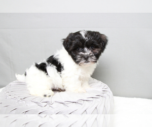 Shih-Poo Puppy for sale in MARIETTA, GA, USA
