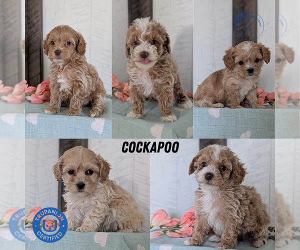 Medium Photo #20 Cockapoo (Toy) Puppy For Sale in GOSHEN, IN, USA