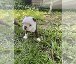 Small #1 Boston Terrier