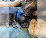 Small #3 German Shepherd Dog