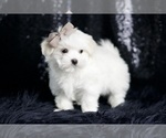 Small #3 Maltese