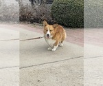 Small Photo #1 Pembroke Welsh Corgi Puppy For Sale in OAKDALE, CA, USA