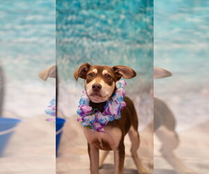 Australian Kelpie-Siberian Husky Mix Dogs for adoption in Pottstown, PA, USA