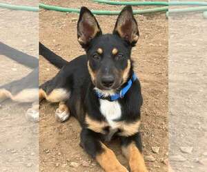 Australian Shepherd Dogs for adoption in Paso Robles, CA, USA