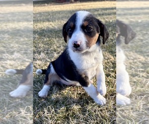 Beagle Puppy for Sale in FAIR HAVEN, Michigan USA