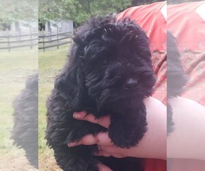 Bernedoodle Puppy for sale in HOPKINSVILLE, KY, USA
