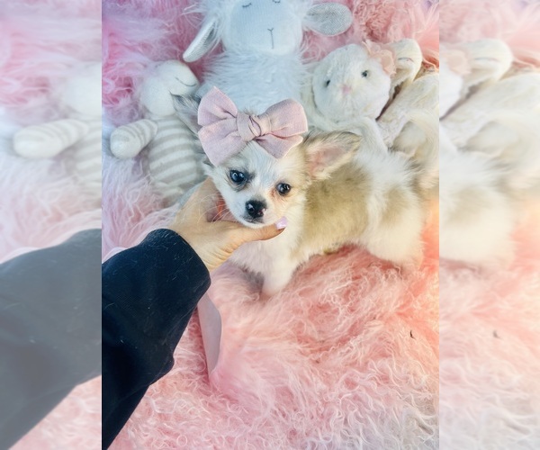 Medium Photo #11 Chihuahua Puppy For Sale in THONOTOSASSA, FL, USA