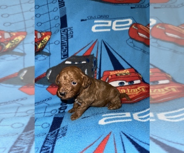 Medium Photo #4 Cavapoo (Miniature) Puppy For Sale in MUNFORDVILLE, KY, USA