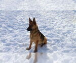 Small #15 German Shepherd Dog