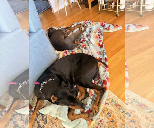 Medium Photo #9 Doberman Pinscher Puppy For Sale in Buffalo, MN, USA