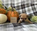Small #4 Puggle