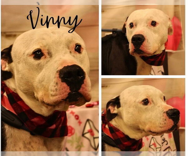 Medium Photo #3 American Staffordshire Terrier Puppy For Sale in Pierceton , IN, USA