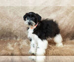 Small Photo #19 Schnauzer (Miniature) Puppy For Sale in WARSAW, IN, USA