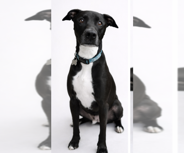 Medium Photo #4 Mutt Puppy For Sale in Decatur, GA, USA