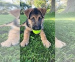 Small Photo #103 German Shepherd Dog Puppy For Sale in LA FAYETTE, NY, USA