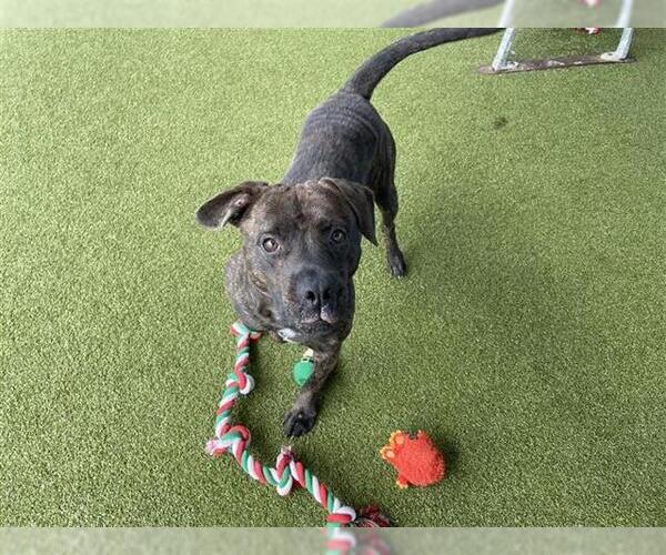 Medium Photo #1 American Staffordshire Terrier-Unknown Mix Puppy For Sale in Waco, TX, USA