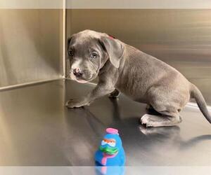 Mutt Dogs for adoption in Orange, CA, USA
