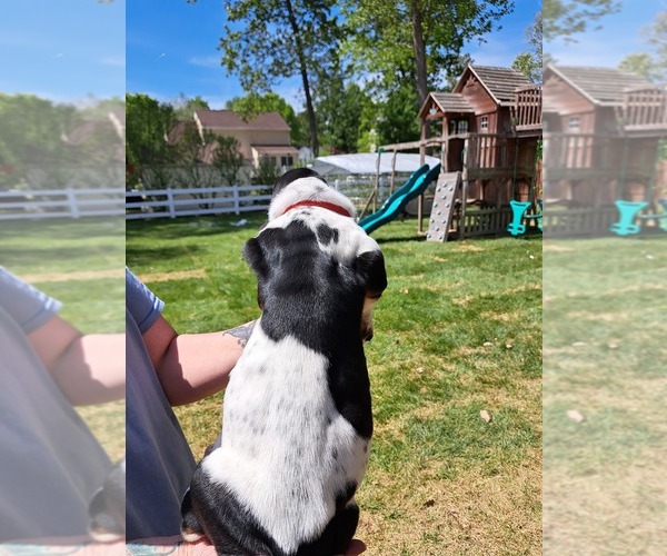 Medium Photo #4 Basset Hound Puppy For Sale in S CHESTERFLD, VA, USA