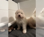 Small Photo #2 Samoyed Puppy For Sale in CARSON, CA, USA