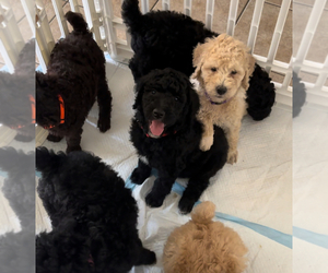 Poodle (Standard) Puppy for Sale in EXETER, California USA