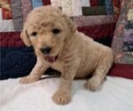 Puppy Male 5 Goldendoodle
