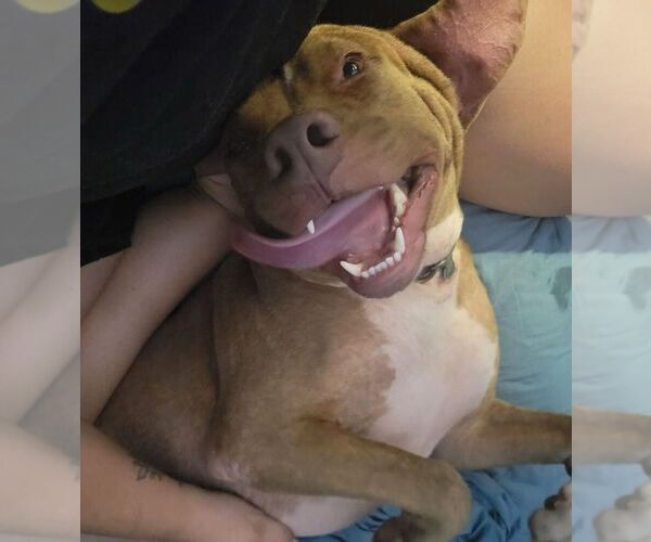 Medium Photo #4 Mutt Puppy For Sale in OKLAHOMA CITY, OK, USA